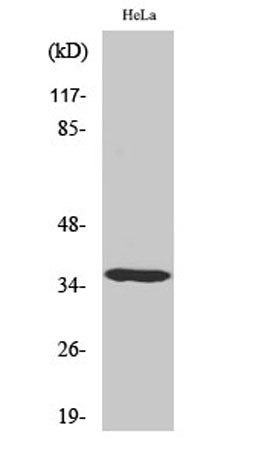 Casein Kinase Iα rabbit pAb
