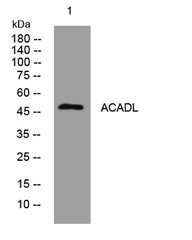 ACADL rabbit pAb