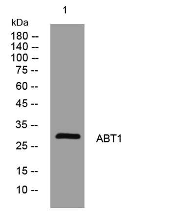 ABT1 rabbit pAb