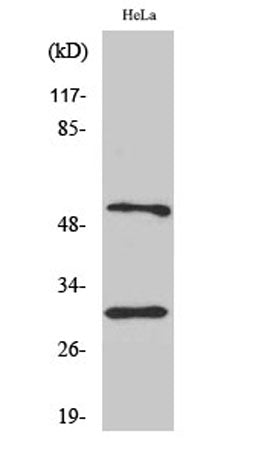 Caspase-10 B/D rabbit pAb