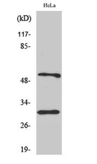 Caspase-10 B/D rabbit pAb