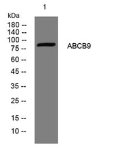 ABCB9 rabbit pAb