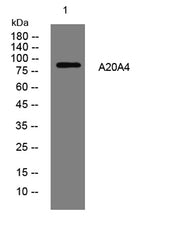 A20A4 rabbit pAb