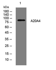 A20A4 rabbit pAb