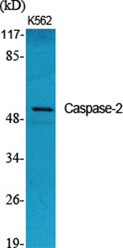 Caspase-2 rabbit pAb