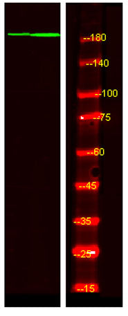 53BP1 (phospho-Ser1778) rabbit pAb