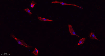Caspase-3 rabbit pAb