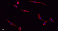 Caspase-3 rabbit pAb