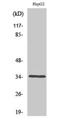 Caspase-6 rabbit pAb
