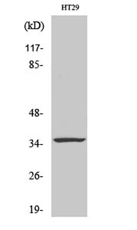 Caspase-7 rabbit pAb