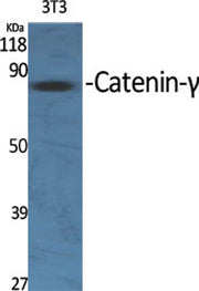 Catenin-γ rabbit pAb