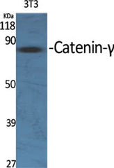 Catenin-γ rabbit pAb