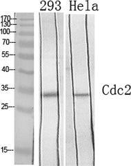 Cdc2 rabbit pAb