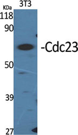 Cdc23 rabbit pAb