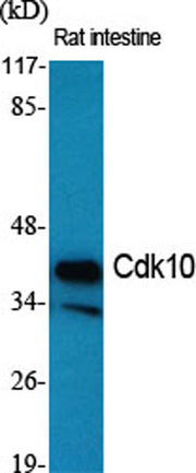 Cdk10 rabbit pAb