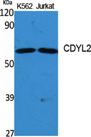 CDYL2 rabbit pAb