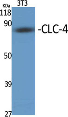 CLC-4 rabbit pAb