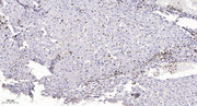MMP19 (Cleaved-Tyr98) rabbit pAb