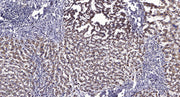 MCFD2 (Cleaved-Glu27) rabbit pAb