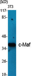 c-Maf rabbit pAb