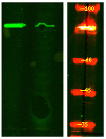 BACE (Phospho Ser498) rabbit pAb