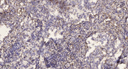 Kinesin-like Protein KIF1C (Phospho Ser1092) rabbit pAb