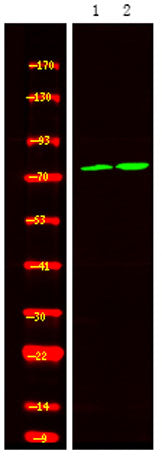 Calpain 2 (Phospho Ser50) rabbit pAb