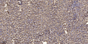 MUC6 rabbit pAb