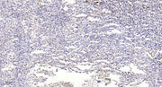 RAB25 rabbit pAb