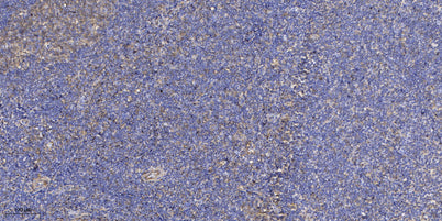 ATG7 Rabbit rabbit pAb