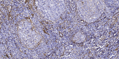 ATG4c Rabbit rabbit pAb