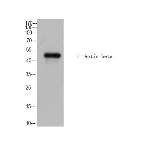 Actin beta Rabbit pAb(Drosophilidae)