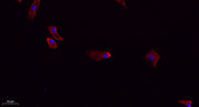 DRP1 rabbit pAb