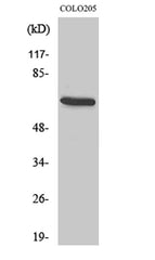 EGFL5 rabbit pAb