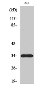 ELOVL6 rabbit pAb