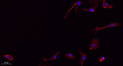 Frizzled-7 rabbit pAb