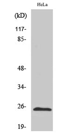HP1α rabbit pAb