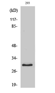 MRP-L10 rabbit pAb