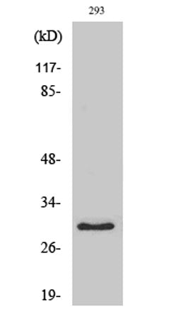 MRP-L10 rabbit pAb