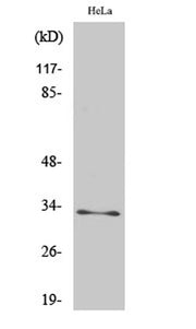 MRP-L15 rabbit pAb