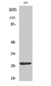 MRP-L16 rabbit pAb