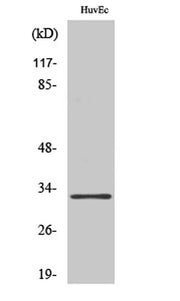 MRP-L24 rabbit pAb