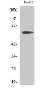 MMP-16 rabbit pAb