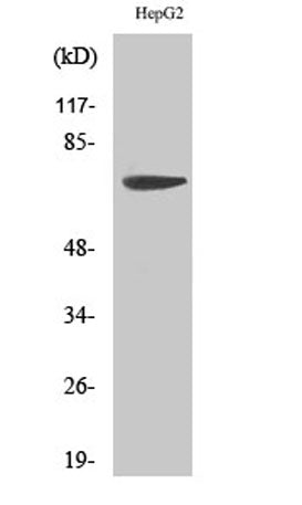 MMP-16 rabbit pAb