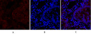 N-cadherin rabbit pAb