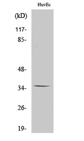 Olfactory receptor 11G2 rabbit pAb