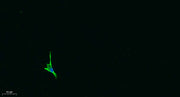 OPG rabbit pAb