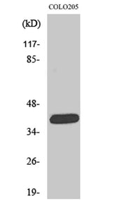 ORCTL2 rabbit pAb