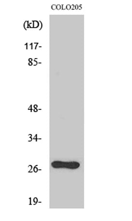 OTUB2 rabbit pAb