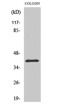 p53R2 rabbit pAb